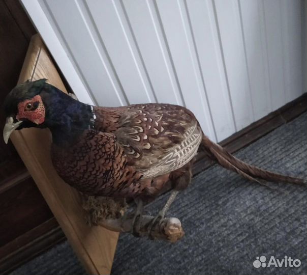 Чучело головы оленя и тура