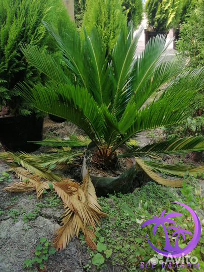 Пальма большая