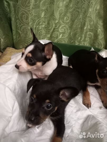 Той-терьер щенки