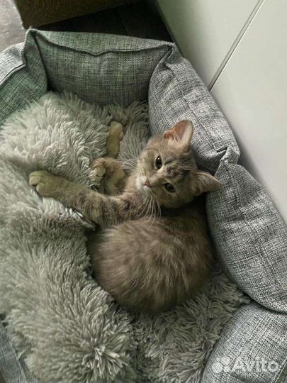 Котенок в добрые руки