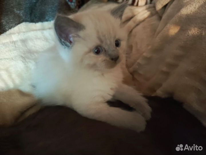 Кошки в добрые руки