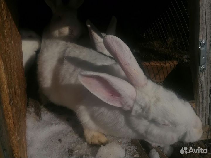 Белый Панон кролы