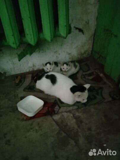 Котята в добрые руки