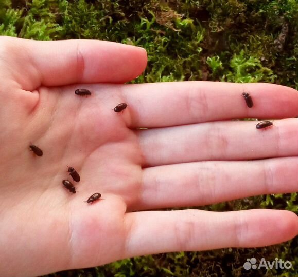 Жук знахарь, личинки жука знахаря