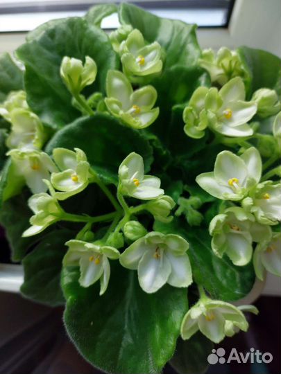 ФиалкаÉmerald Love(Эмералд Лав), E. Kolb