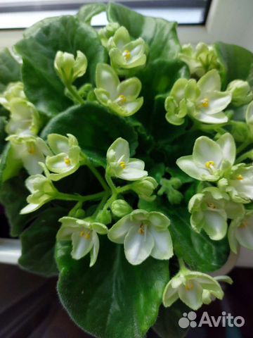 ФиалкаÉmerald Love(Эмералд Лав), E. Kolb