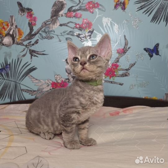 Котята Девон-Рекс