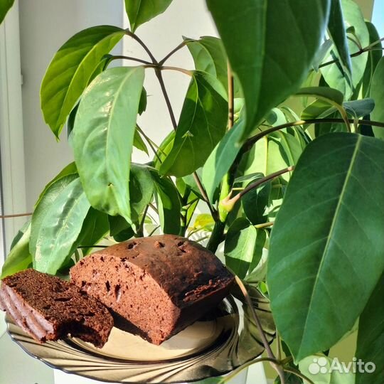 Шефлера крупнолистная-30см,с большой корневой сист