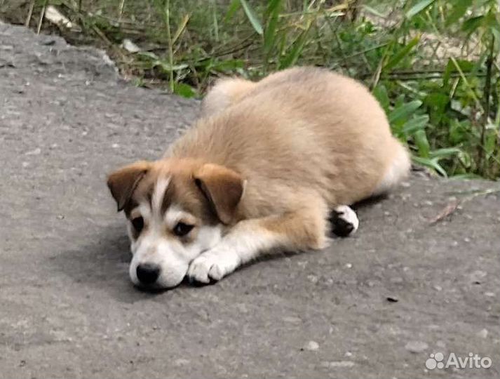 Серьёзный малыш в поиске семьи