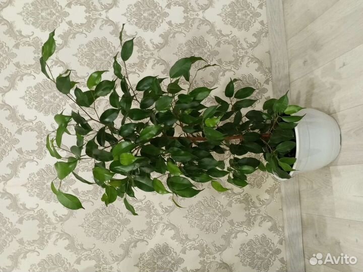 Шефлера, фикус Бенджамина