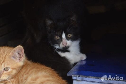 Черно-белый котенок в добрые руки