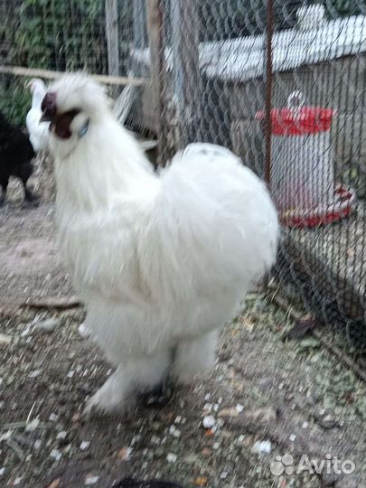 Петушки китайской шелковой