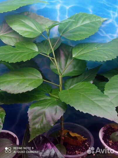 Гибискус, декабрист