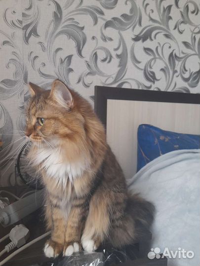 Сибирская кошка бесплатно