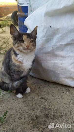 Котята мышеловы