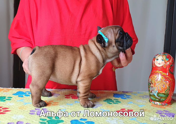Французский бульдог щенки,Питомник РКФ