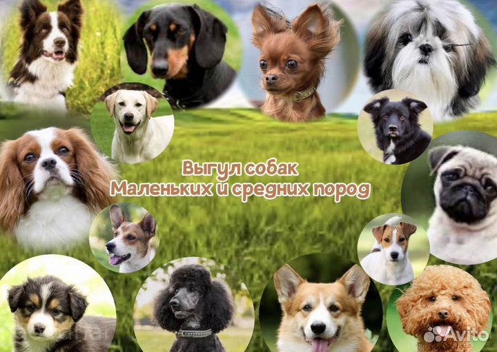 Занимаюсь выгулом собак