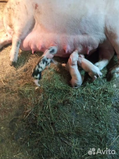 Поросята породы дюрок петрен
