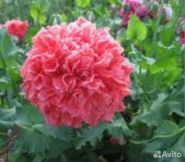 Цветы-семена под зиму