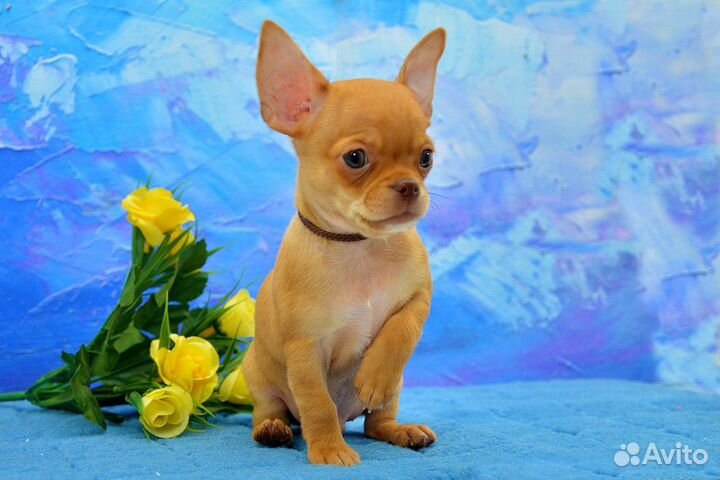 Чихуахуа, очаровательный мальчик