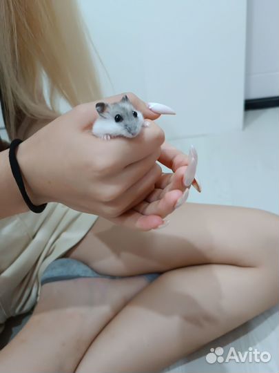 Хомяк с клеткой