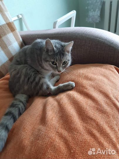 Кошечка в добрые руки