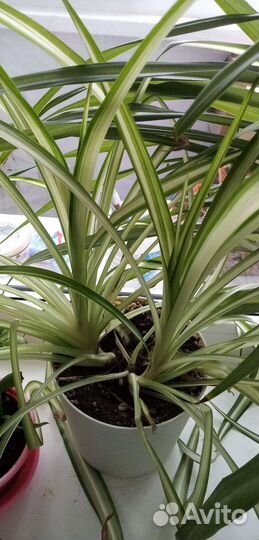 Хлорофитумы