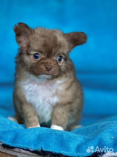 Миники и малюськи