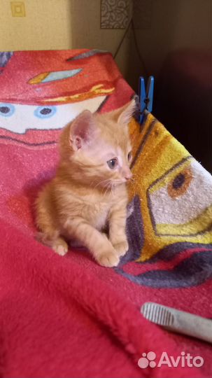 Котята отдам бесплатно