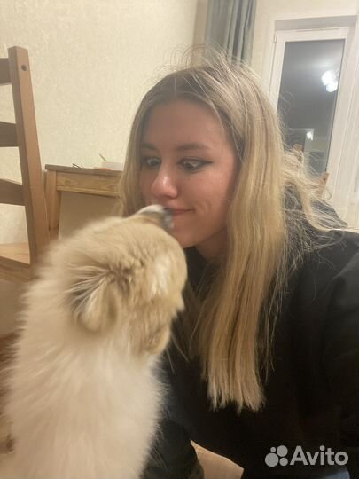 Догситтер выгул собак