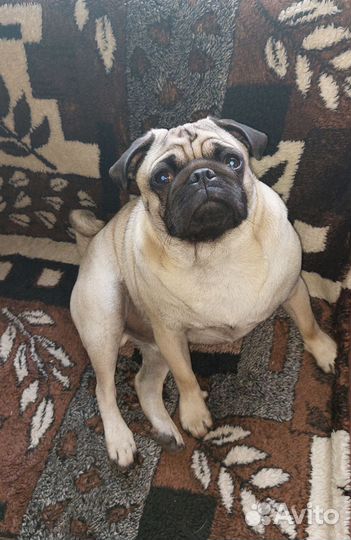 Мопс вязка мальчик