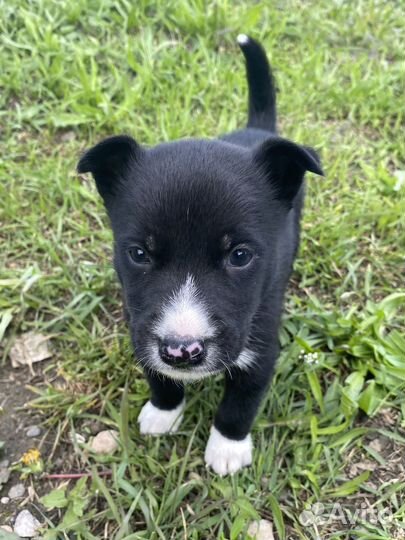 Малыши (щенки) ищут дом