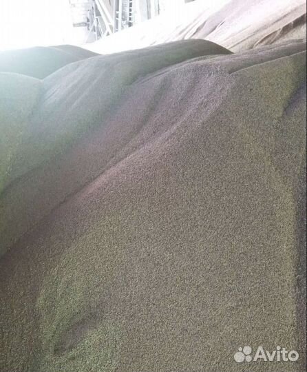 Фасоль, Кормовая кукуруза на корм