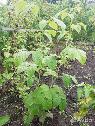 Саженцы малины