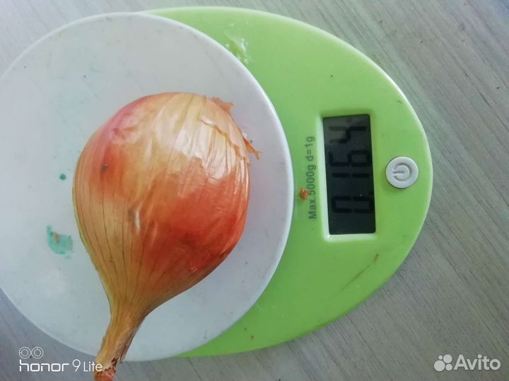 Лук семейный на посадку