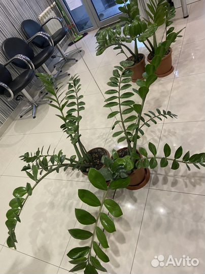 Замиокулькас