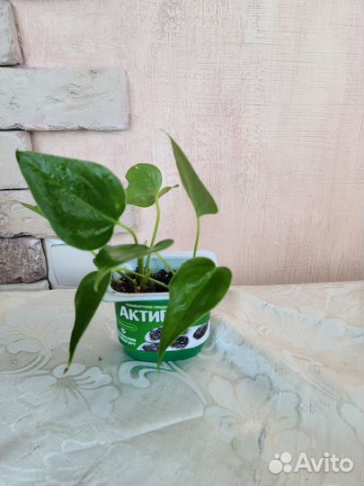 Комнатные растения