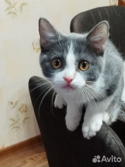 Отдам кота в добрые руки