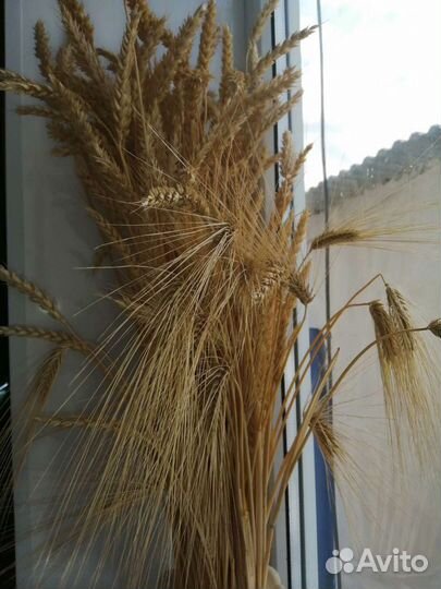 Пшеница ячмень для букетов