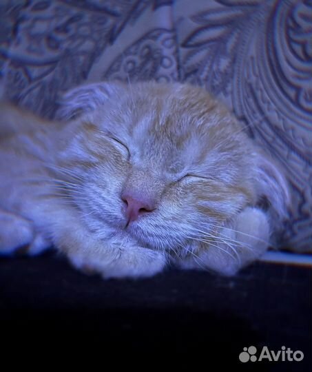 Отдам котенка