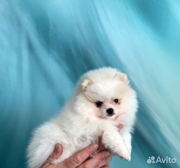 Щенки шпица