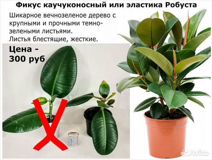 Аглаонемы Фикус Суккуленты Диффенбахия Цены от