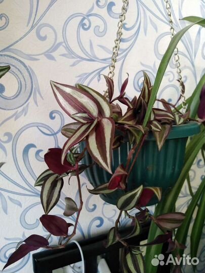 Комнатные растения. Зебрина традесканция