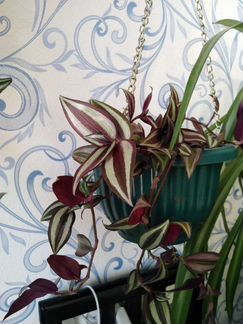 Комнатные растения. Зебрина традесканция