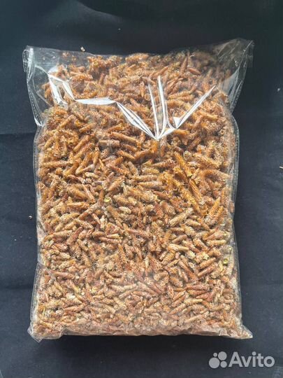 Сосновые почки