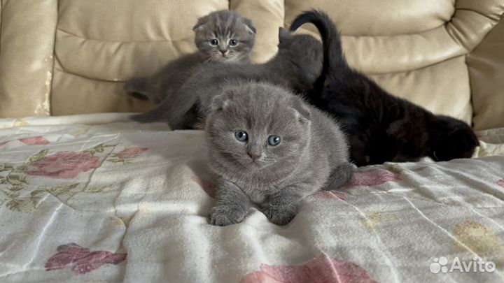 Шотландские котята