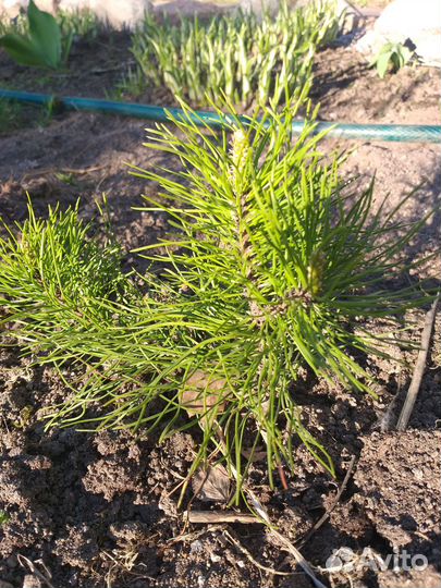 Сосна горная