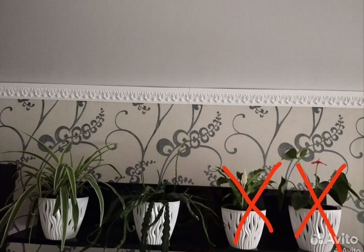 Комнатные цветы