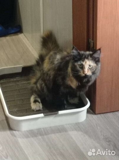 Котята мейн-кун