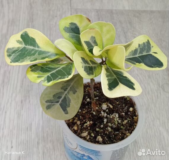 Фикус Elastica Shivereana